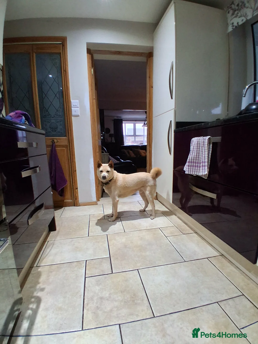 Japanese Shiba Inu dogs for adoption: Jimmy 6 year old Shiba mix jindo   - Advert 6