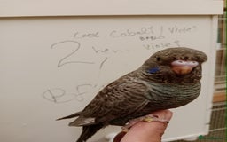 Budgerigars birds for sale: Very rare Black face black wing budgies for sale  - Image 4