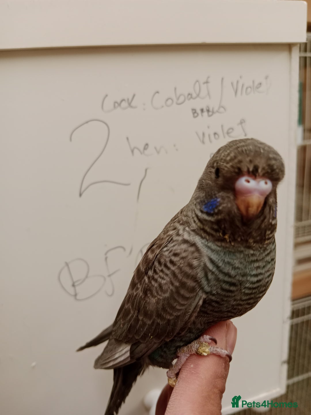 Budgerigars birds for sale: Very rare Black face black wing budgies for sale  - Image 4
