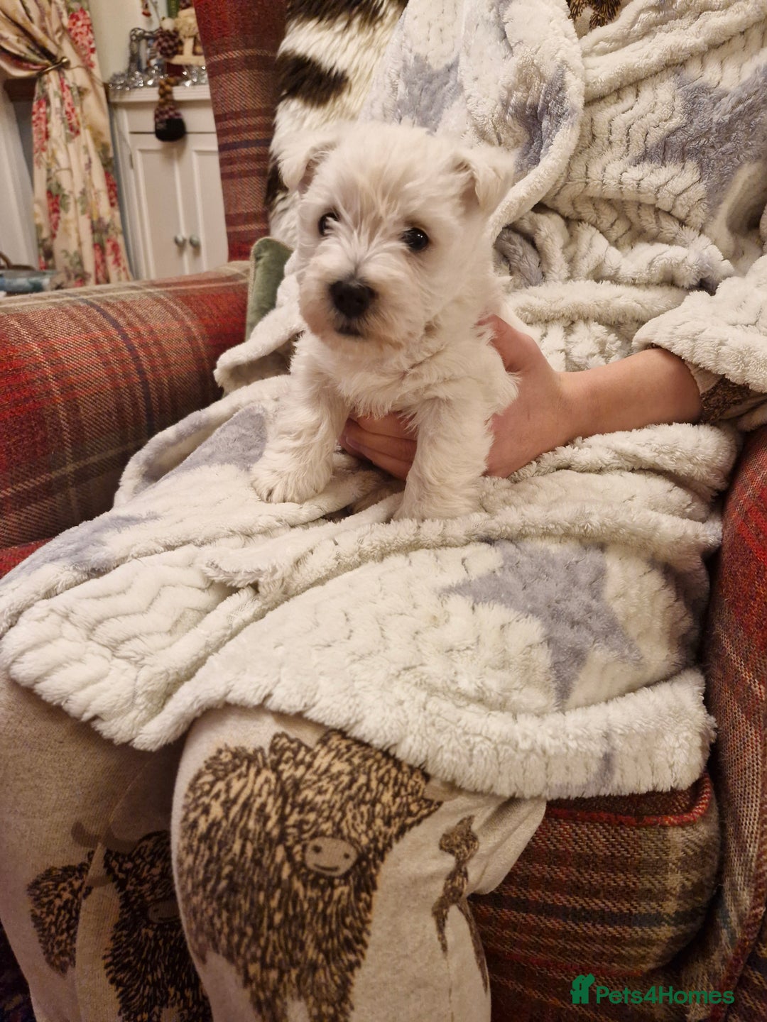 West Highland Terrier dogs for sale: WEST HIGHLAND TERRIER, BITCH PUPPIES X TWO. - Advert 10