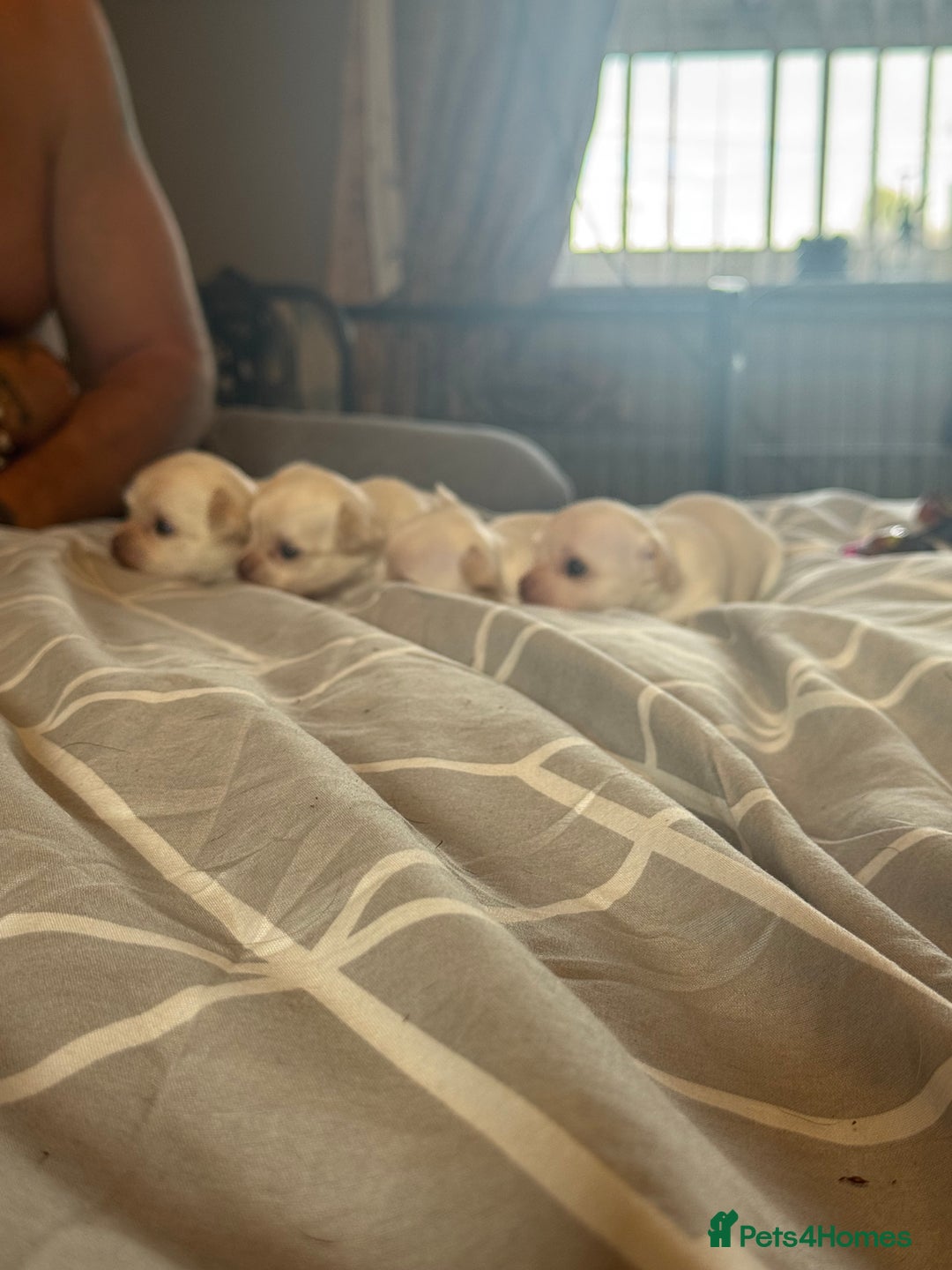 Chihuahua dogs for sale: Double chocolate platinum baby’s  - Image 26