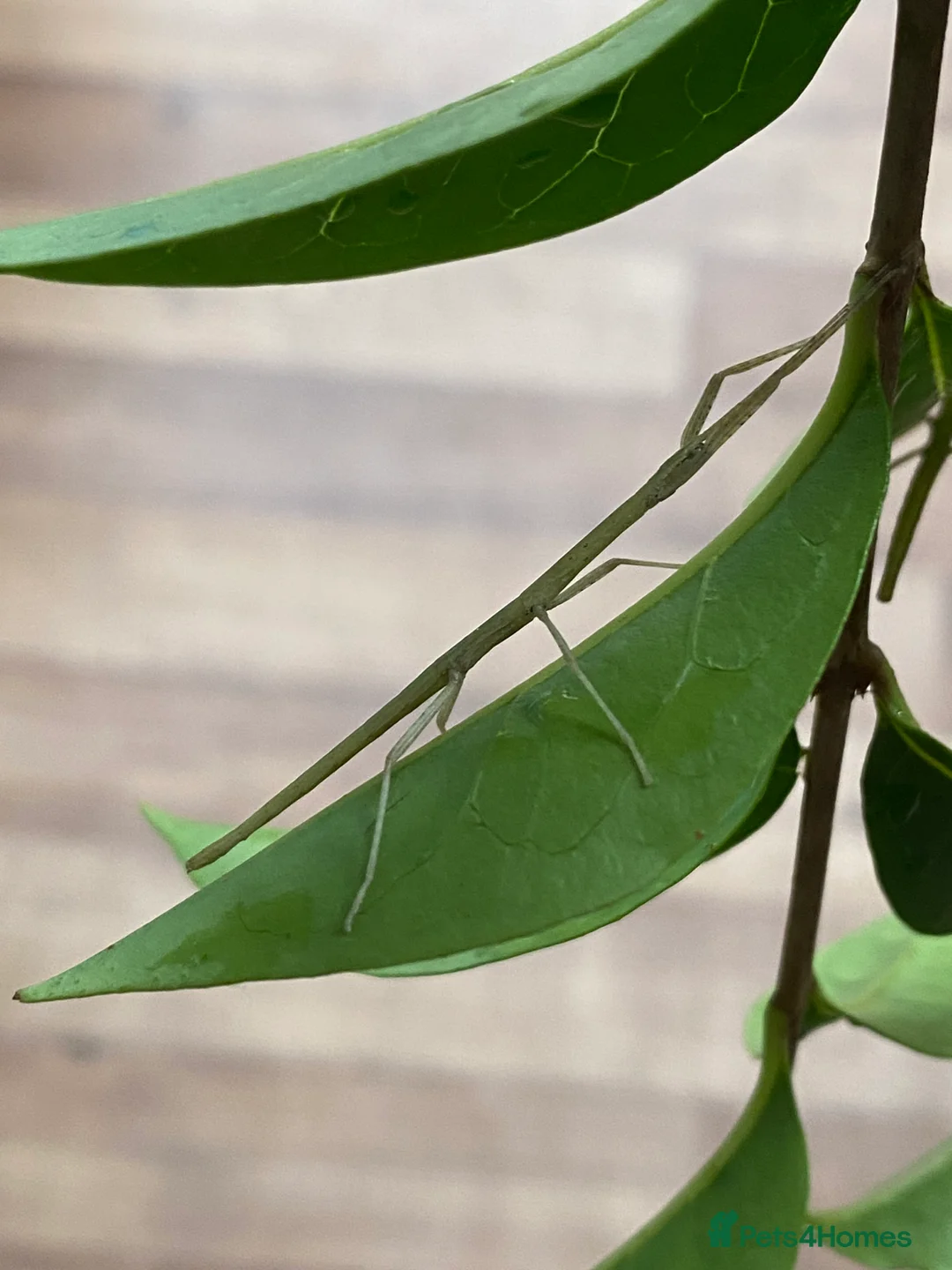 Stick Insects invertebrates for sale: Juvenile Indian Stick Insects - Advert 2