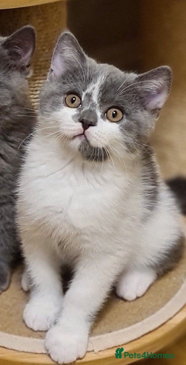 British Shorthair cats British ShortHair kittens GCCF  - Advert 10