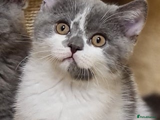 British Shorthair cats British ShortHair kittens GCCF - Advert 10