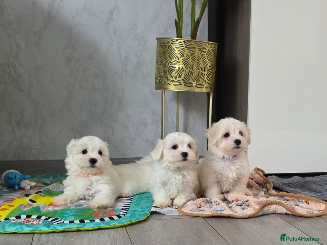 Maltese dogs for sale: Lovely Maltese Puppies - Image 6