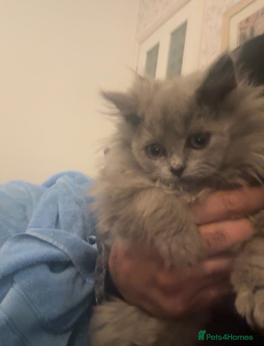 British Longhair cats for sale: Adorable British Longhair Kittens Ready Now! - Advert 31