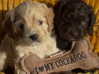 Cockapoo dogs Beautiful cockerpoos / Yankee doodles - Advert 6