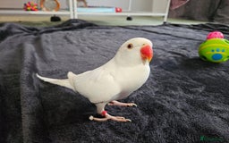 Parrots birds for sale: Rare Albino female Ring Neck Coco for sale  - Image 1