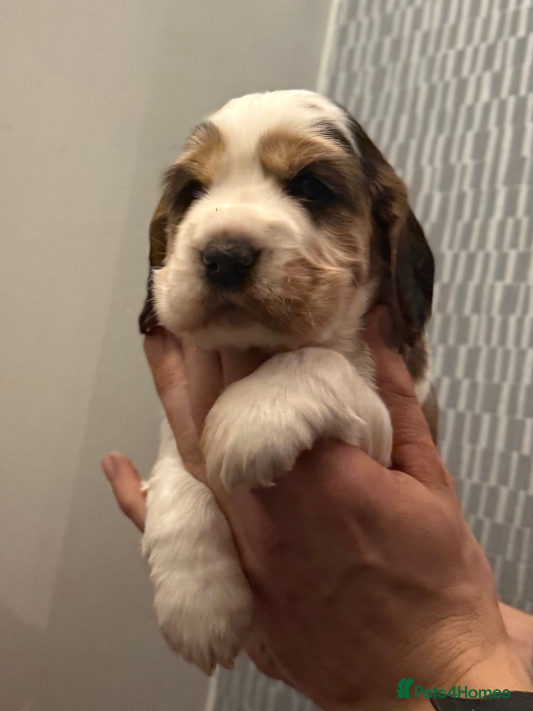 Cocker Spaniel dogs for sale: True to type Show Cocker Spaniels - KC reg parents - Advert 14