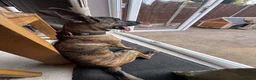 Belgian Shepherd Dog dogs for sale: Belgian Malinois / Dutch Herder Girl rehome - Advert 4
