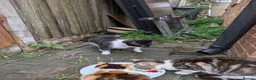 Mixed Breed cats for sale: Kittens  in Birmingham - Advert 6