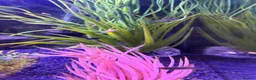 Mollies fish for sale: Balloon molly babies - Advert 7