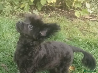 Pomapoo dogs Raised with love F1 male pomapoo puppy - Advert 6