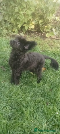 Pomapoo dogs Raised with love F1 male pomapoo puppy - Advert 3