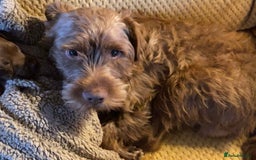 Patterdale Terrier dogs for sale: Patterdale Terrier Charlie - Image 2