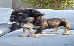 French Bulldog dogs for sale: Reduced! KC Fluffy  French Bulldog READY TO GO! - Image 1