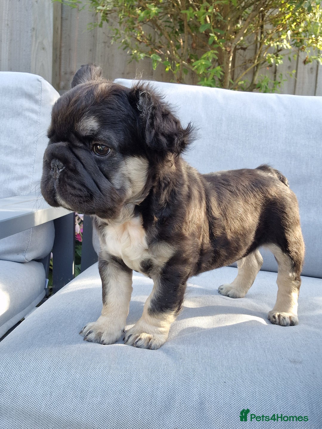 French Bulldog dogs for sale: Reduced! KC Fluffy  French Bulldog READY TO GO! - Image 1