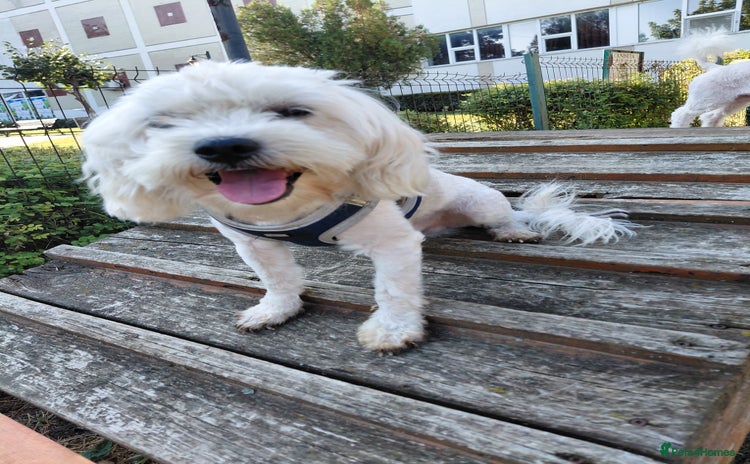 Bichon Frise dogs - Advert 16