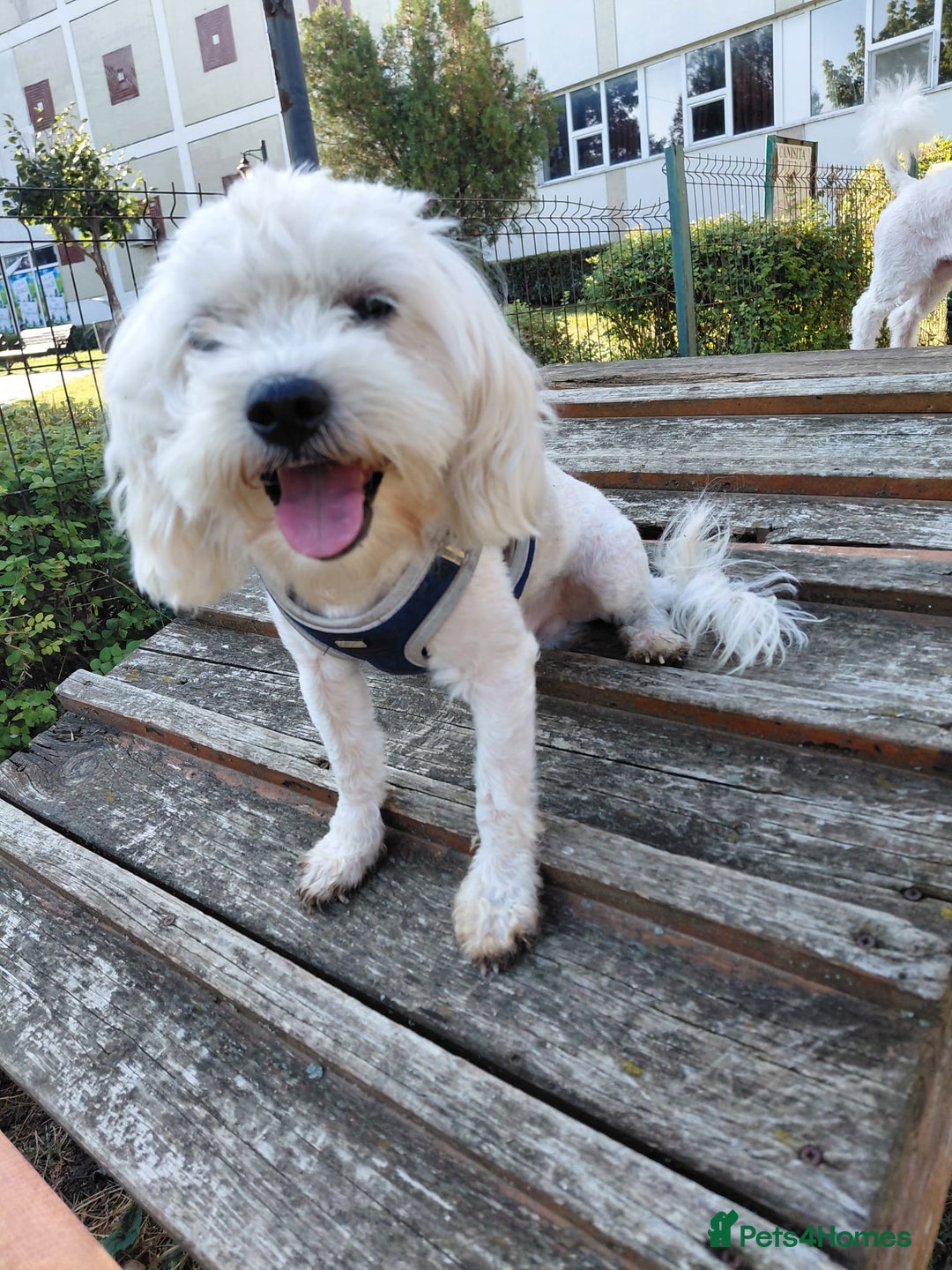 Bichon Frise dogs for adoption: ALBANO, a Lovely Bichon Boy - for a Loving Home - Image 1