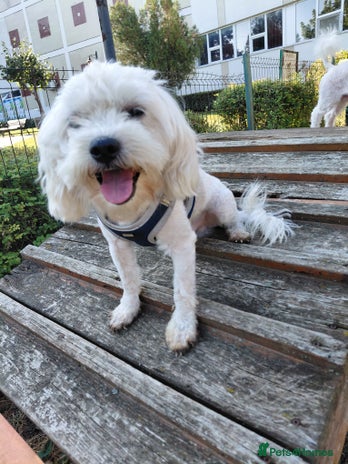ALBANO, a Lovely Bichon Boy - for a Loving Home