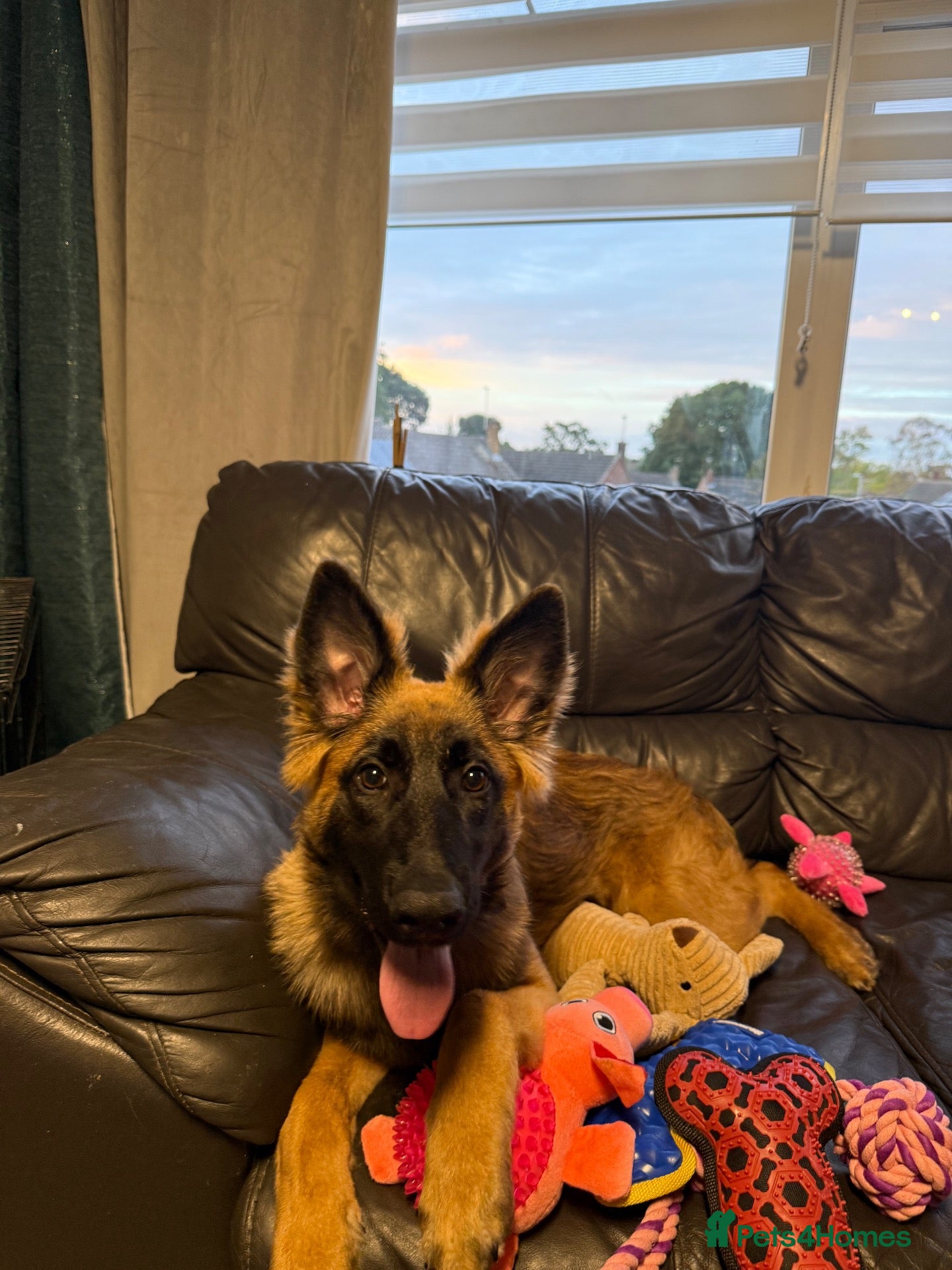 Mixed Breed dogs My beautiful lola - Advert 1