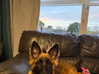 Mixed Breed dogs My beautiful lola - Advert 1
