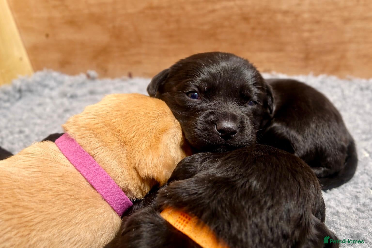 Labrador Retriever dogs Labrador puppies looking for their forever homes  - Advert 1