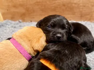 Labrador Retriever dogs Labrador puppies looking for their forever homes - Advert 5