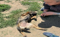 Mixed Breed dogs for adoption: LOTTIE - a Lovely girl for a Loving Home - Image 2