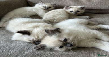 Ragdoll cats - Advert 8