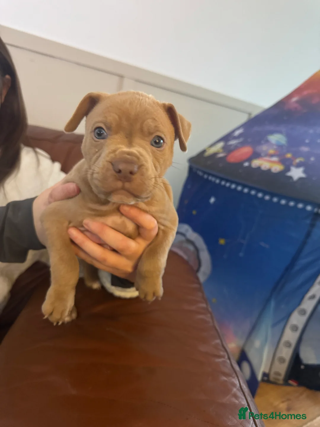 American Bull Staffy dogs for sale: Staffy x bullies - Advert 7