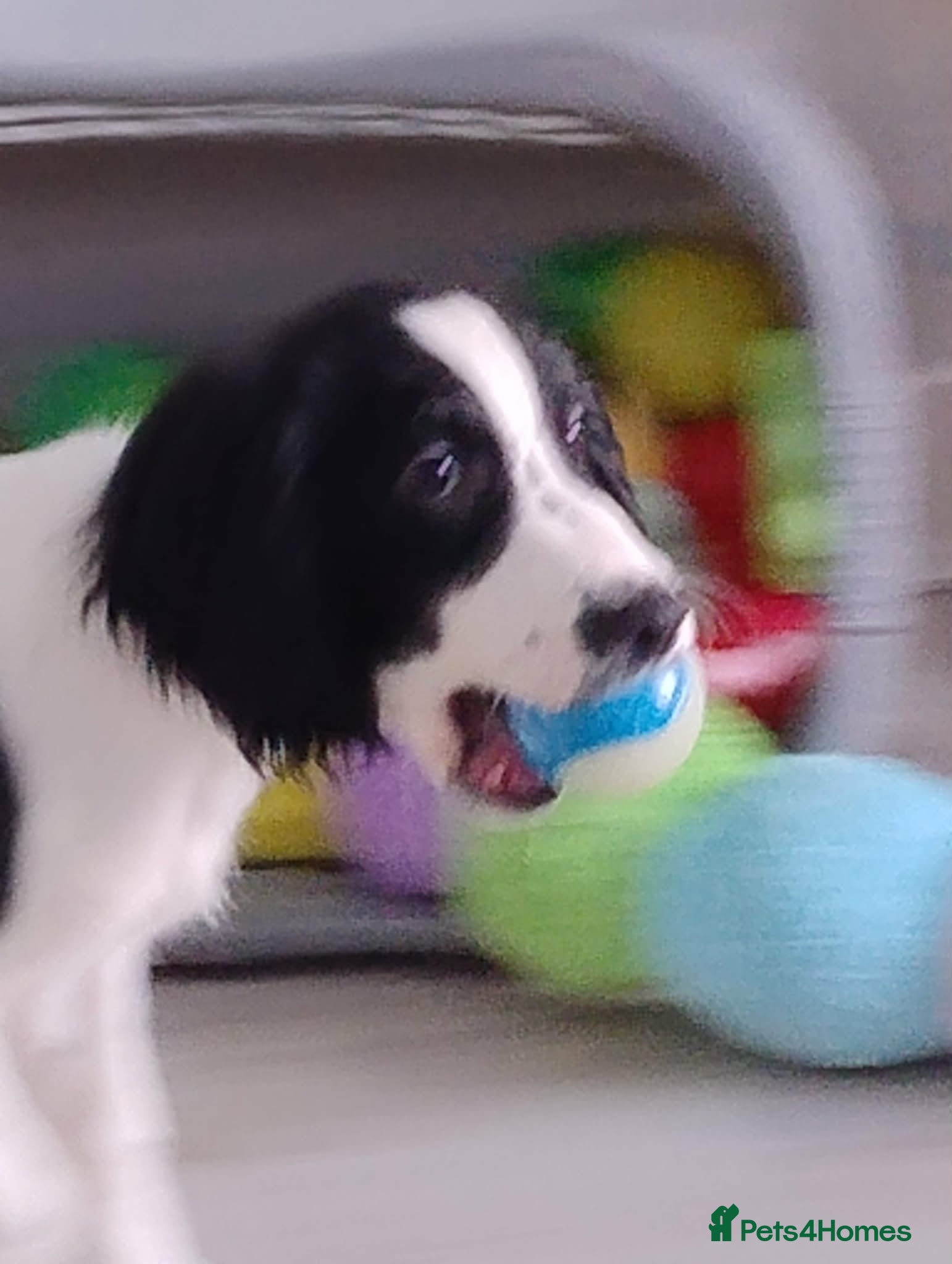 English Springer Spaniel dogs English Springer Spaniel Male - Advert 2