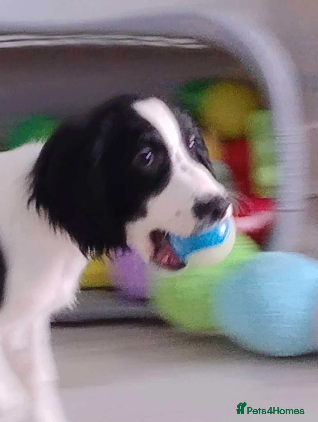 English Springer Spaniel dogs for sale: English Springer Spaniel Male - Advert 4