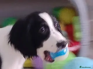 English Springer Spaniel dogs English Springer Spaniel Male - Advert 2