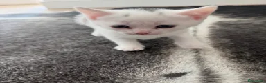 SNOWFUZZ