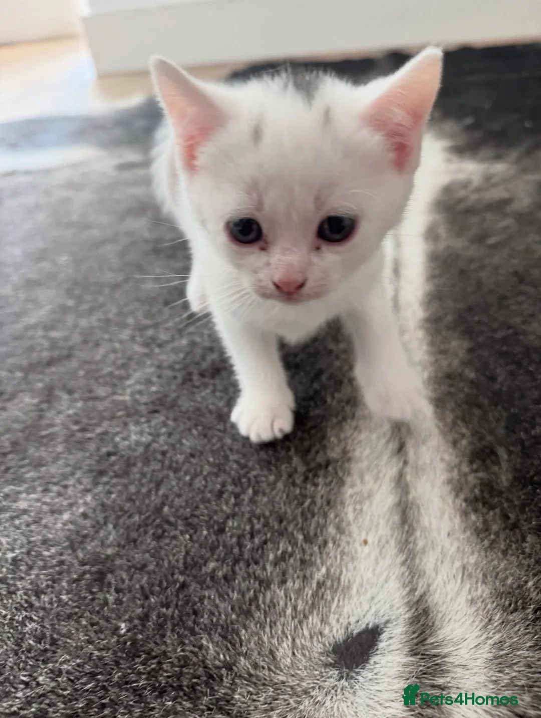 British Shorthair cats for sale: British Short Hair x Ragdoll Kittens - Advert 2