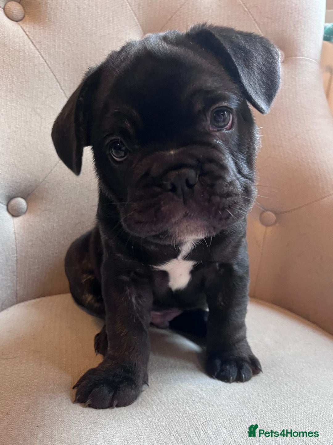 French Bulldog dogs for sale: French Bulldog Male Puppies - Advert 3