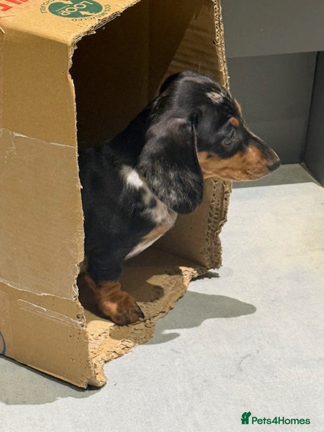 Miniature Dachshund dogs for sale: Ruby and Marley pups - Advert 33
