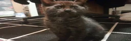 Mixed Breed cats for sale: 1 Ghost Tabby, 1 Tortoiseshell and 1 Black kittens in Cranbrook - Advert 28