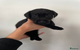 Labrador Retriever dogs for sale:  🐾Gorgeous BLack Labrador Puppies 🐾 - Advert 13