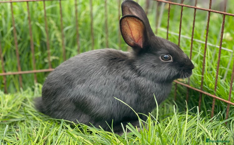 Mixed Breed rabbits - Advert 13