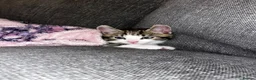 Mixed Breed cats for sale: Male kitten ready now - Advert 1