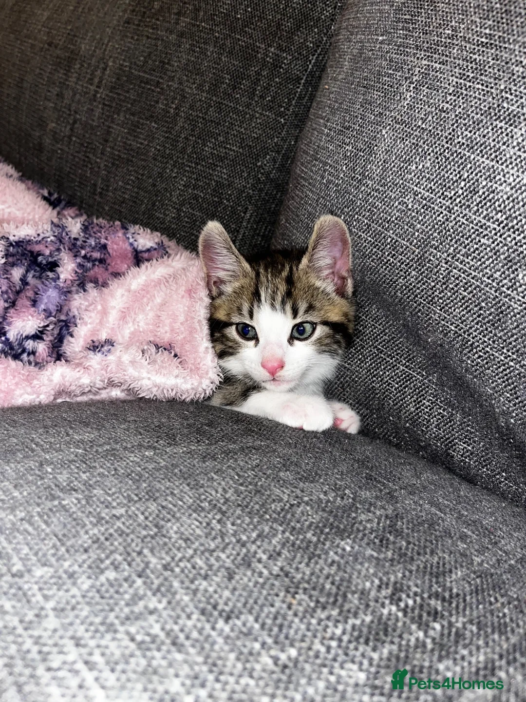Mixed Breed cats for sale: Male kitten ready now - Advert 1