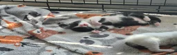 Mixed Breed cats for sale: 2x 10 week old kittens  in Burnley - Advert 6