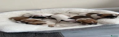 Jack Russell 2