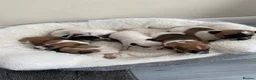 Jack Russell dogs for sale: Jackrussel pups  - Advert 4