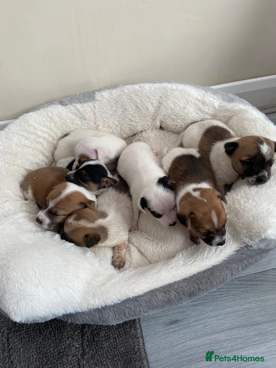 Jack Russell dogs for sale: Jackrussel pups  - Advert 11