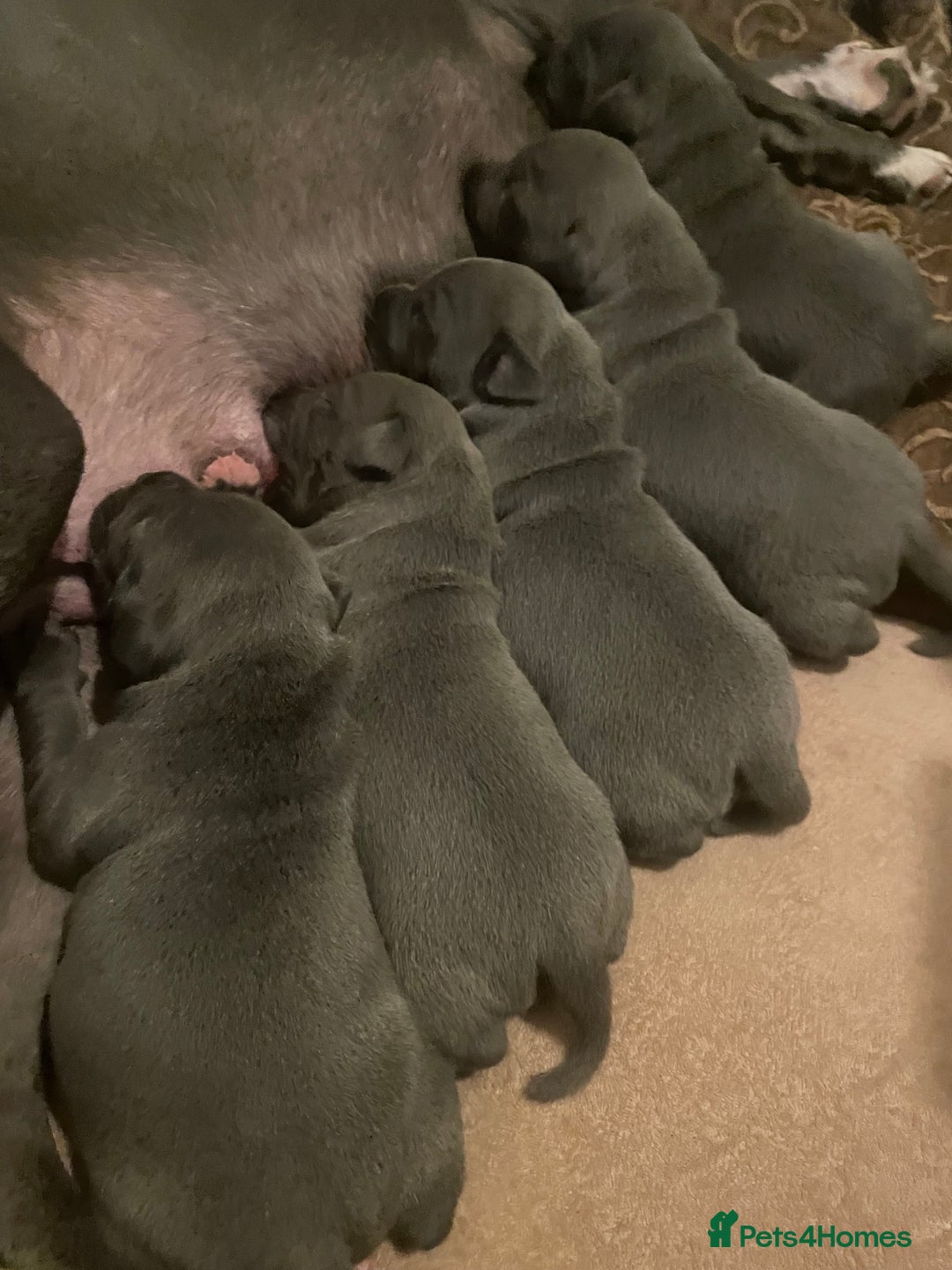 Staffordshire Bull Terrier dogs for sale: Blue Staffordshire bull terrier puppies  - Advert 7