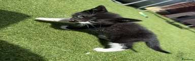 British Short Hair Mixed Breed 3