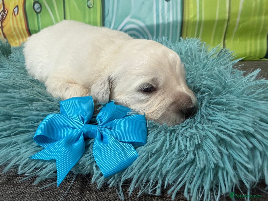 Golden Retriever dogs for sale: Beautiful KC reg DNA clear puppies available  - Advert 6